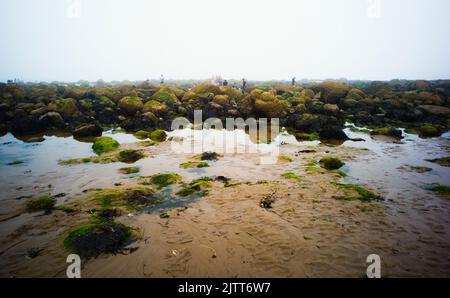 Familien rocken an einem nebligen Tag in Cayton Bay in North Yorkshire Stockfoto