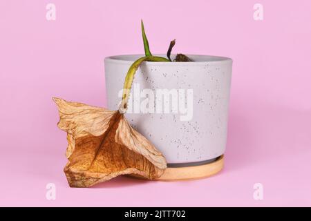 Verwelkte, sterbende Zimmerpflanze mit hängendem gelben Blatt im Blumentopf auf rosa Hintergrund Stockfoto