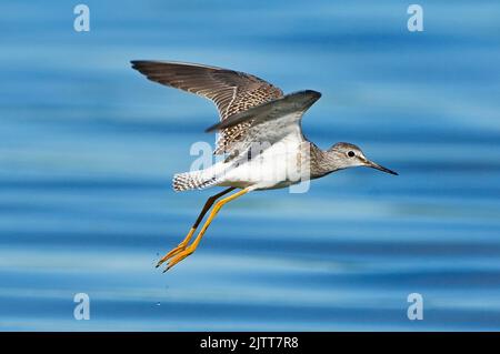 Kleine Yellowlegs. Tringa flavipes. Jamaica Bay, Gateway, NRA. Zwei kleinere Gelbschenkel im Spätsommer auf der Atlantischen Flyway auf ihrem migrator im Flug Stockfoto