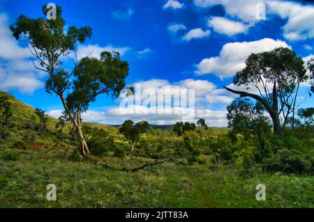 Parkähnliche Landschaft mit verstreuten Eukalyptusbäumen und niedrigen Büschen im Dutchman's Stern Conservation Park in der Nähe von Quorn, Flinders Ranges, South Australia. Stockfoto