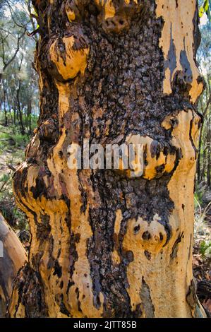 Detail des Stammes eines alten Kaugummibaums mit Überresten verbrannter Rinde nach einem Waldbrand. Flinders Ranges, South Australia Stockfoto