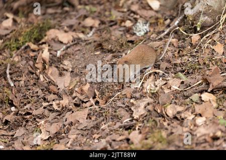 Bank Wühlmaus im Herbstwald Stockfoto