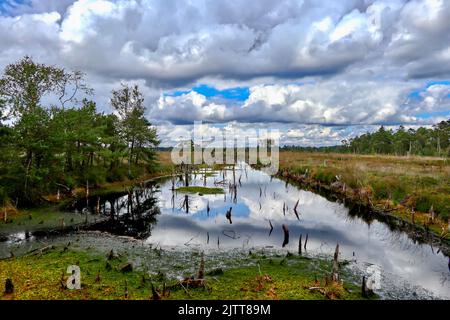 Das Pietzmoor liegt am südlichen Rand des Naturparks Lüneburger Heide in der Nähe der niedersächsischen Stadt Schneverdingen. Stockfoto