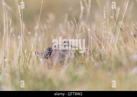 Eurasischer Dotterel (Charadrius morinellus), der die Heide Italiens durchforste. Stockfoto