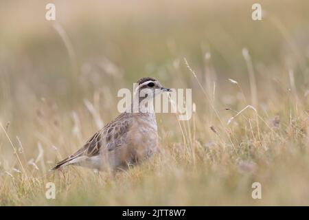 Eurasischer Dotterel (Charadrius morinellus), der die Heide Italiens durchforste. Stockfoto