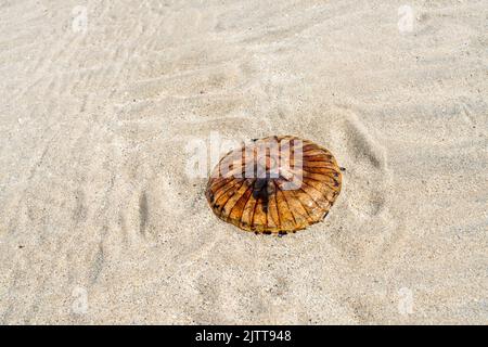 Kompassquallen (Chrysaora hysoscella), die auf dem Sand aufgewaschen wurden, Ardriol Beach, Isle of Lewis, Schottland Stockfoto