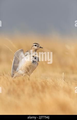 Eurasischer Dotterel (Charadrius morinellus), der die Heide Italiens durchforste. Stockfoto