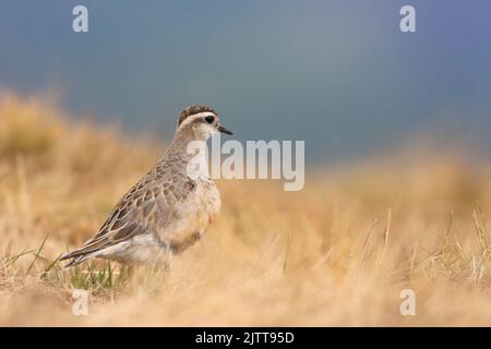 Eurasischer Dotterel (Charadrius morinellus), der die Heide Italiens durchforste. Stockfoto