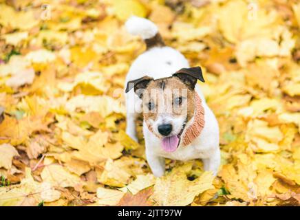 Netter Hund, der im Park auf gefallenen gelben Ahornblättern im Herbst spazierengeht Stockfoto