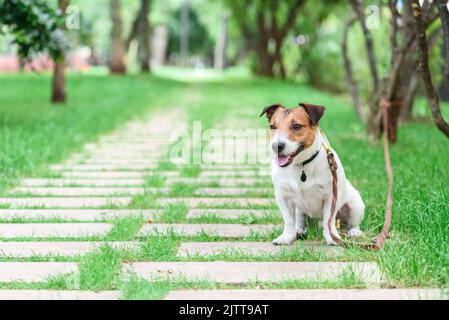 Gehorsamer Hund an Baum gebunden sitzen und warten auf Besitzer im Park während des Trainings Stockfoto