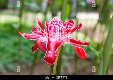 Blume bekannt als der Kaiserstab – Etlingera elatior in einem Park in rio de janeiro. Stockfoto