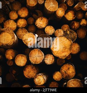 Viele gesägte Kiefernstämme liegen auf einem Haufen. Holzeinschlag von Nadelarten. Holz und Industrie. Hintergrund. Stockfoto