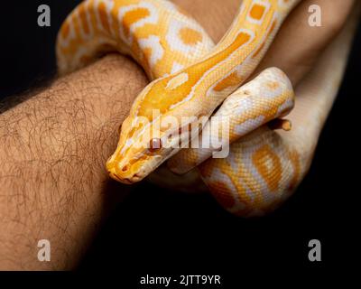 Python molurus bivitattus ist eine der größten Schlangenarten. Sie ist in einem großen Gebiet Südostasiens beheimatet, wird aber als invasive Art gefunden Stockfoto