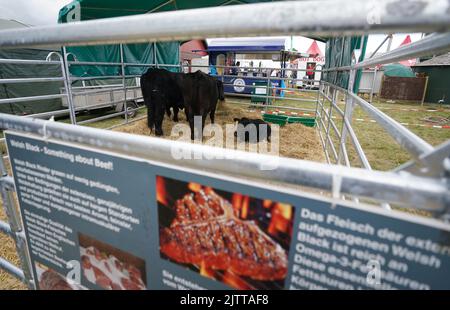 Rendsburg, Deutschland. 01. September 2022. Walisische schwarze Rinder stehen in einer Scheune neben einem Burger-Stand für walisisches schwarzes Fleisch auf dem Land- und Verbrauchermarkt von Norla. Rund 500 Aussteller präsentieren sich bis Sonntag mit ihren Produkten und Dienstleistungen aus den Bereichen Land- und Ernährungswirtschaft, erneuerbare Energien, Forstwirtschaft, Jagd, Gartenbau sowie kommunale Technik und Verbraucher. Kredit: Marcus Brandt/dpa/Alamy Live Nachrichten Stockfoto