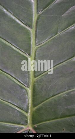 Hintergrundbild und natürliche Muster der Pflanze Xanthosoma taioba auch als Elefantenpflanze, Arrowleaf Elefantenohr etc. Bekannt Stockfoto
