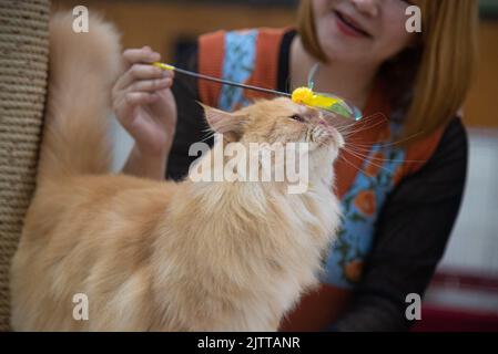 Bangkok, Thailand. 1. September 2022. Eine Ginger Perserkatze tritt beim Ginger Cat Contest im Einkaufszentrum Bangkapi an. Der Ginger Cat Contest wurde zur Feier des Ginger Cat Appreciation Day am 1. September 2022 im Einkaufszentrum Bangkapi in Bangkok, Thailand, abgehalten. (Bild: © Peerapon Boonyakiat/SOPA Images via ZUMA Press Wire) Stockfoto