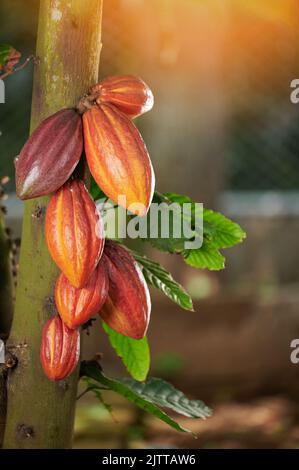 Gruppe von fertig bis reifen Kakaoschoten auf verschwommenem Farmhintergrund Stockfoto