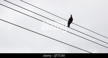 Taube auf dem Draht mit grauem Hintergrund in Rio de Janeiro, Brasilien. Stockfoto