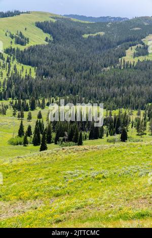 Tallandschaft am Dunraven Pass, der höchsten Straße im Yellowstone National Park Wyoming Stockfoto