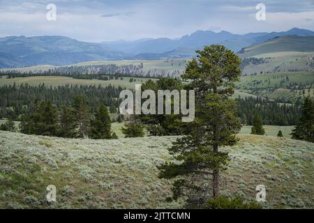 Tallandschaft am Dunraven Pass, der höchsten Straße im Yellowstone National Park Wyoming Stockfoto