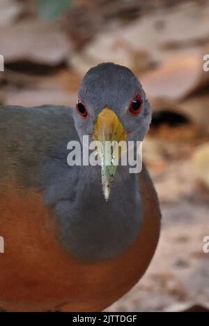 Grau-halsiges Holzreling (Aramides cajaneus)Nahaufnahme des Kopfes von Holzreling Pantanal, Brasilien. Juli Stockfoto