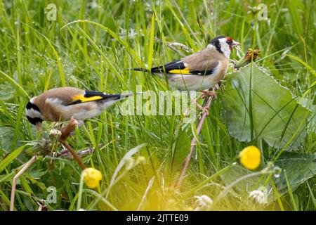 Zwei Goldfinken (Carduelis carduelis), die auf einer Wiese, North Pennines, britische Wildtiere, Sandelionssamen fressen Stockfoto