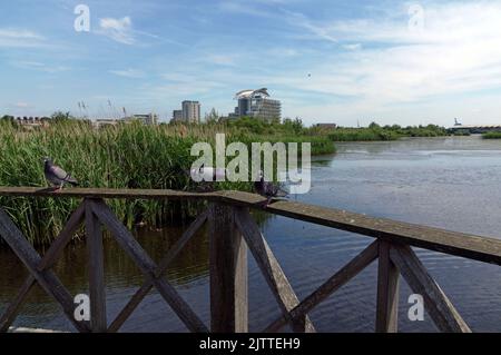 Paarungstauben, Cardiff Bay Wetland Nature Reserve. Sommer 2022. St David's Hotel in der Ferne. Stockfoto