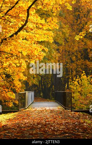 Bridge along the Snoqualmie Valley Trail with trees in fall colors and fallen leaves Stockfoto