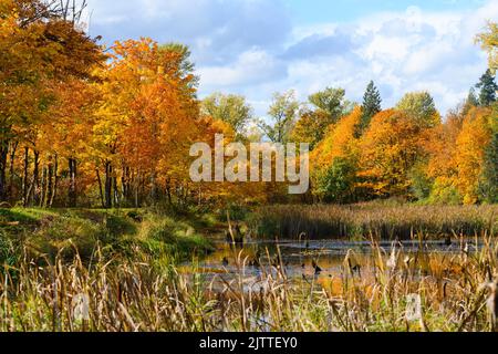 Herbstfarben in sattem Gelb und Orange umgeben einen Teich im Snoqualmie Valley Stockfoto