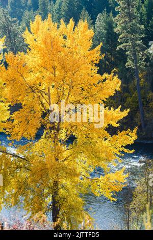 Leuchtend gelbe Herbstfarben auf einem Baum über dem Yakima River kontrastieren mit dem grünen Hintergrund Stockfoto