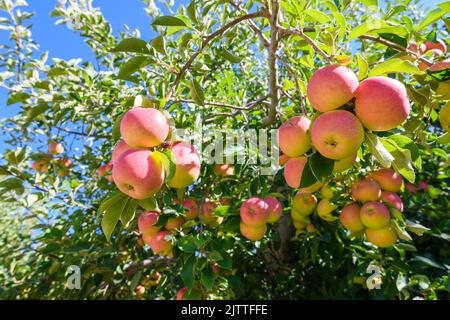 Masse an frischen Washingtoner Äpfeln in einem Obstgarten, bereit für den nationalen und internationalen Verzehr zu pflücken Stockfoto
