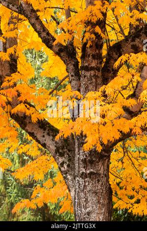 Tree with large trunk glowing in the orange and yellow colors of fall Stockfoto