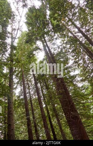 Sonnenuntergang auf einer Lichtung in einem Redwood-Wald. Aufrechte Fotografie. Stockfoto