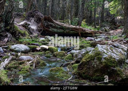 Fließendes Gletscherschmelzwasser in einem flachen Bach entlang des Trail of Cedars Pfades zum Avalanche Lake im Glacier National Park Stockfoto