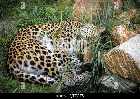 Der Luchs schläft auf dem grünen Gras zwischen den Steinen, zusammengerollt. Stockfoto