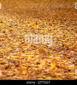 Vollformatbild der Herbstblätter auf dem Boden mit geringer Schärfentiefe Stockfoto