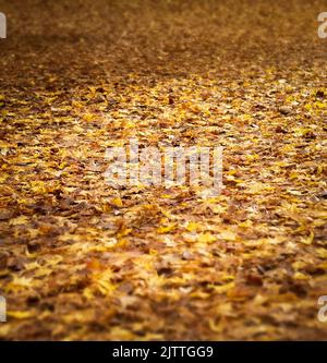 Vollformatbild der Herbstblätter auf dem Boden mit geringer Schärfentiefe Stockfoto