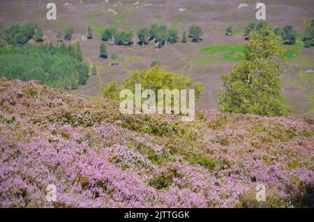 Gemischte Kiefern- und Birkenwälder aus Schottland und Heidemoor auf dem Clais Fhearnaig Circuit, Cairngorms National Park, Schottland Stockfoto