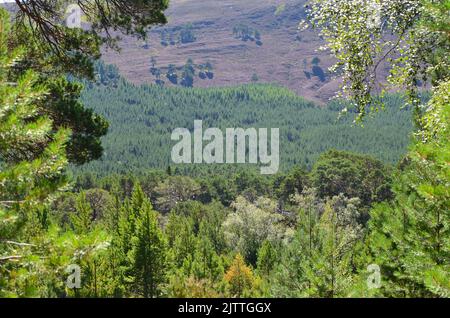 Gemischte Kiefern- und Birkenwälder aus Schottland und Heidemoor auf dem Clais Fhearnaig Circuit, Cairngorms National Park, Schottland Stockfoto