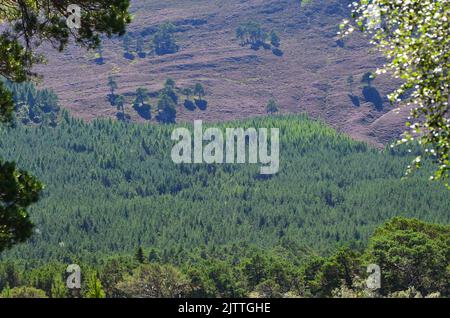 Gemischte Kiefern- und Birkenwälder aus Schottland und Heidemoor auf dem Clais Fhearnaig Circuit, Cairngorms National Park, Schottland Stockfoto