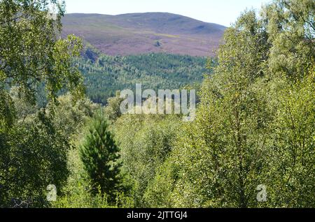 Gemischte Kiefern- und Birkenwälder aus Schottland und Heidemoor auf dem Clais Fhearnaig Circuit, Cairngorms National Park, Schottland Stockfoto