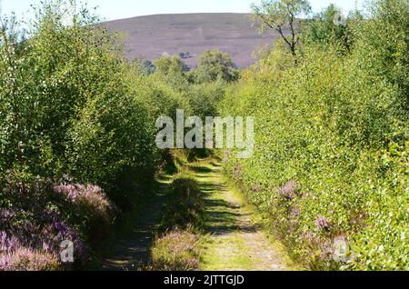 Gemischte Kiefern- und Birkenwälder aus Schottland und Heidemoor auf dem Clais Fhearnaig Circuit, Cairngorms National Park, Schottland Stockfoto