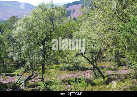 Gemischte Kiefern- und Birkenwälder aus Schottland und Heidemoor auf dem Clais Fhearnaig Circuit, Cairngorms National Park, Schottland Stockfoto