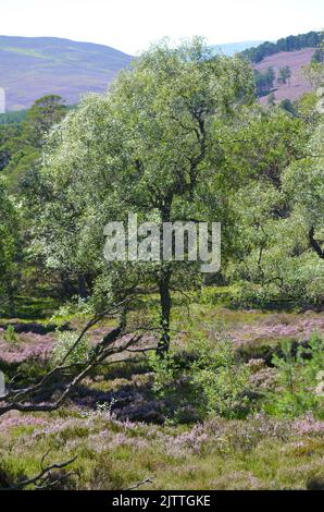 Gemischte Kiefern- und Birkenwälder aus Schottland und Heidemoor auf dem Clais Fhearnaig Circuit, Cairngorms National Park, Schottland Stockfoto