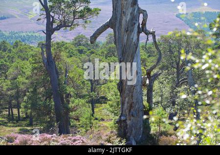 Gemischte Kiefern- und Birkenwälder aus Schottland und Heidemoor auf dem Clais Fhearnaig Circuit, Cairngorms National Park, Schottland Stockfoto