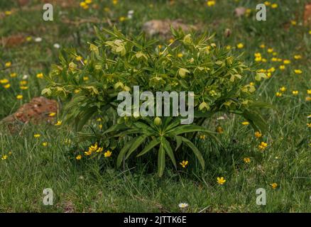 Griechischer Hellebore, Helleborus cyclophyllus, blüht im Frühjahr, Pindos-Gebirge, Griechenland. Stockfoto