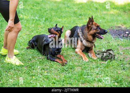 Dobermann und Deutscher Schäferhund, auf dem Gras im Wald. Hochwertige Fotos Stockfoto