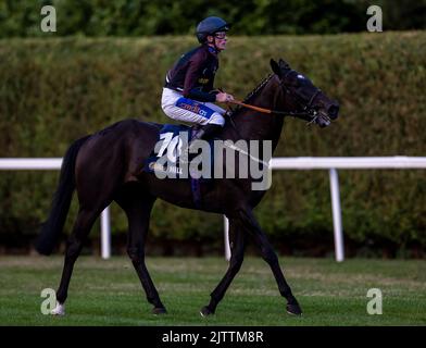 Wootton'Sun wird von Jockey Harrison Shaw gefahren, nachdem er die William Hill Build Your Odds Racing League R28 während der Racing League 2022 Race Week 4 auf der Royal Windsor Racecourse, Berkshire, gewonnen hat. Bilddatum: Donnerstag, 1. September 2022. Stockfoto