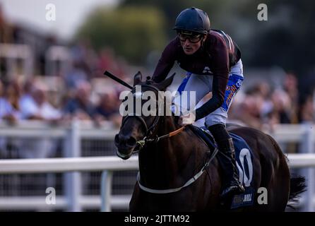 Wootton'Sun wird von Jockey Harrison Shaw geritten und gewinnt die William Hill Build Your Odds Racing League R28 während der Racing League 2022 Race Week 4 auf der Royal Windsor Racecourse, Berkshire. Bilddatum: Donnerstag, 1. September 2022. Stockfoto