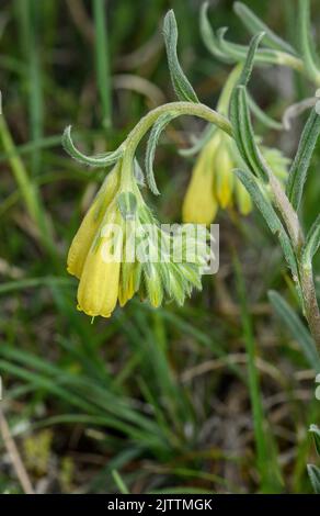 Ein goldener Tropfen, Onosma echioides in Blüte, auf Kalkstein. Olymp, Griechenland. Stockfoto